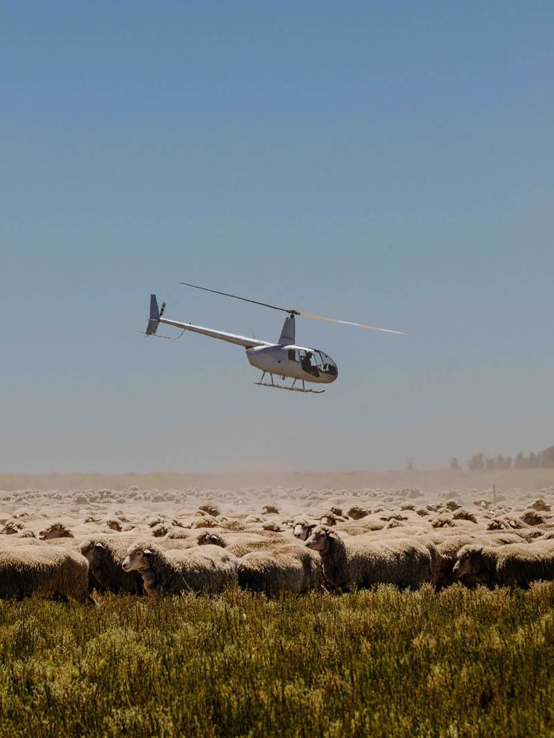 Helicóptero en trabajo aéreo agropecuario